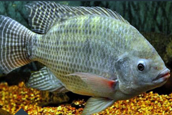 Tilapia Reproductor 